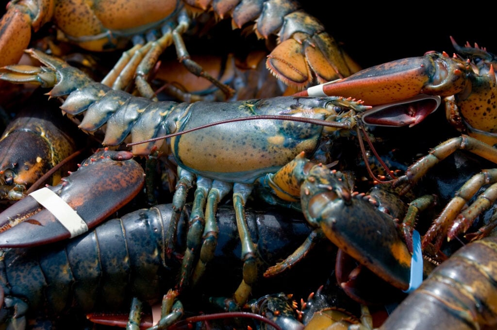 Live Lobster